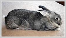 Chinchilla Gigantea Rabbit