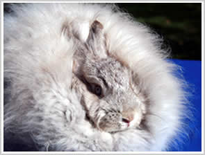 Angora Rabbit - lilac chinchilla - blue eyes in a dilute colour rabbit