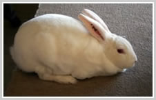 White Rex Rabbit
